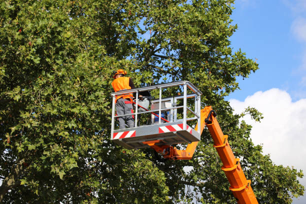 How Our Tree Care Process Works  in Malta, MT